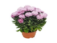 Chryzantema wielkokwiatowa (Chrysanthemum) don. 21 cm