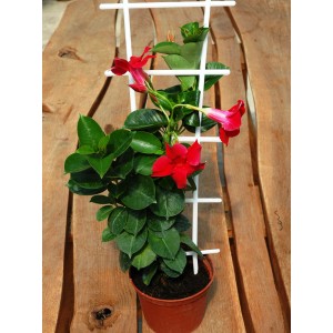 t.b.t. w doniczce z czerwonymi kwiatami i podporą. Kwitnąca roślina doniczkowa dla OBI.