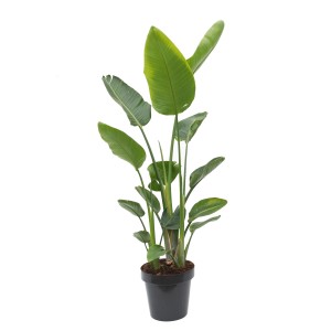 Duża, zielona roślina t.b.t. w czarnej doniczce. Dekoracyjna roślina doniczkowa.