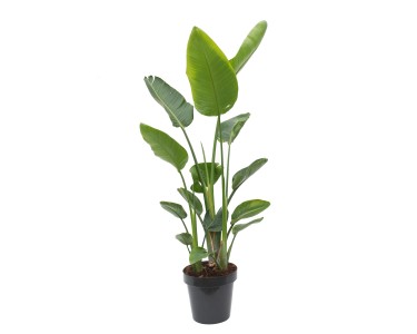 Strelicja biaa (Strelitzia Nicolai) - wys. 175 cm, don. 25 l