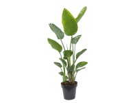 Strelicja biała (Strelitzia Nicolai) - wys. 175 cm, don. 25 l