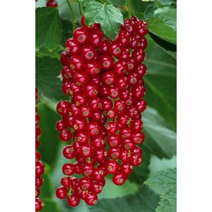 Czerwone porzeczki na krzaku, dojrzałe owoce z kategorii drzew owocowych.