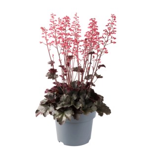 Żurawka owłosiona (Heuchera villosa 'Hip Hip Hooray') don. 17 cm