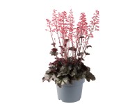 Żurawka owłosiona (Heuchera villosa 'Hip Hip Hooray') don. 17 cm