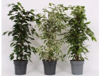 Fikus (Ficus Benjamina) mix - don. 17 cm