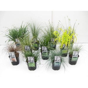 Różne trawy t.b.t. w doniczkach, idealne do ogrodu. Asortyment trawy pampasowej.