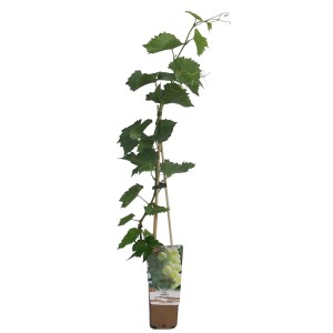 Młoda roślina Dzikie wino w doniczce, przymocowana do patyka.