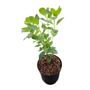 Perukowiec (Cotinus) - don. 2,5 l