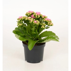 Żyworódka Rosalina Różowa w doniczce, Kalanchoe. Kwitnąca roślina doniczkowa z różowymi kwiatami.