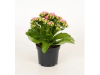 Żyworódka (Kalanchoe Rosalina) różowa - don. 9 cm