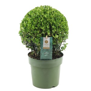 Bukszpan kulisty w doniczce, Ilex crenata 'Jenny', zimozielony i łatwy w pielęgnacji.