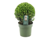 Ostrokrzew bukszpanowy zielony - wys. 30 cm