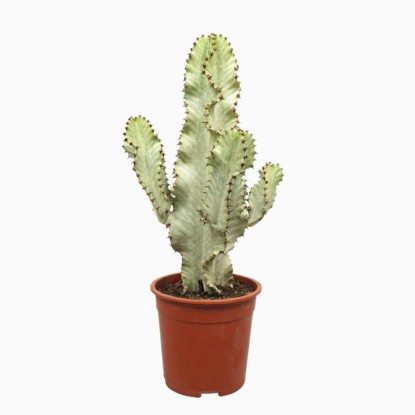 Wilczomlecz (Euphorbia Marmorata) - don. 21 cm