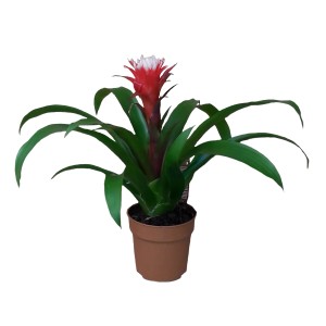 Guzmania 't.b.t.' w doniczce: Kwitnąca roślina doniczkowa z czerwonym kwiatem i zielonymi liśćmi.