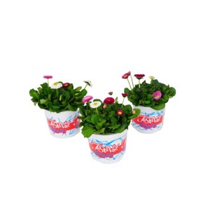 Kwitnące rośliny t.b.t. w doniczkach z kolorowymi kwiatami (białe, różowe, czerwone).