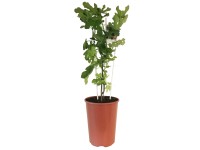 Figowiec Mini Patio wys.90cm