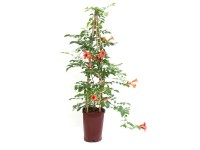Pnącza Piramida mix - wys. 80 cm
