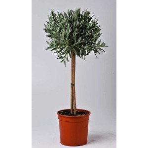 Lawenda w kształcie kuli w doniczce, dekoracyjna roślina przyprawowa.