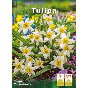 Opakowanie cebulek tulipana turkiestańskiego z białymi kwiatami i żółtym środkiem.