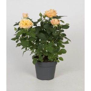 Róża rabatowa w doniczce z morelowymi kwiatami.