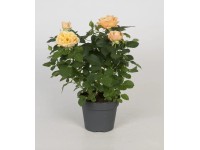 Róża Patio mix wys. 30cm 1-26tk don. 13cm