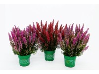 Wrzosiec (Erica gracilis) Beauty Queen -  don. 12 cm