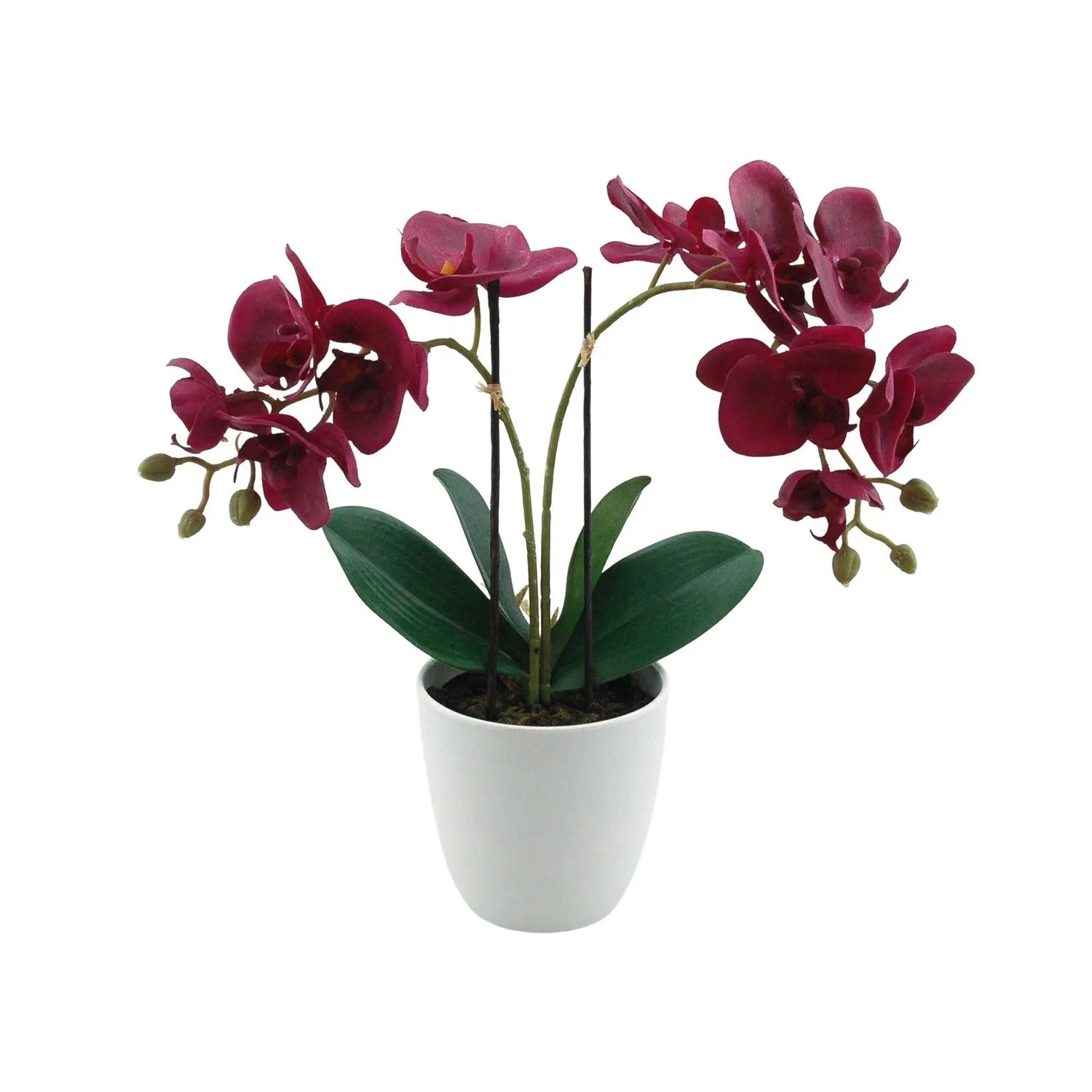 Storczyk w doniczce gumowany burgund - 40 cm