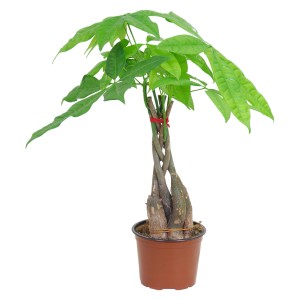 GROW by OBI Pachira Aquatica (drzewko szczęścia) w doniczce, pleciony pień, ok. 12 cm Ø.