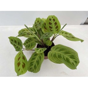 Roślina doniczkowa t.b.t. z efektownymi wzorami na liściach, kategoria: Rośliny duże.