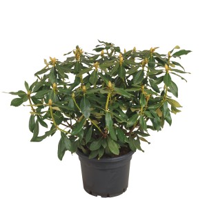 t.b.t. w doniczce, roślina kwitnąca z zielonymi liśćmi i pąkami kwiatowymi.