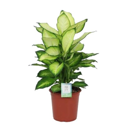 Difenbachia (Dieffenbachia) Summer Style - don. 24 cm