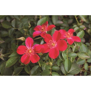 Kwitnąca czerwona róża rabatowa z zielonymi liśćmi w ogrodzie.