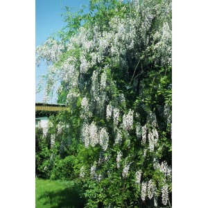 Bujny glicynia (t.b.t.) z białymi kwiatami jako ozdobne pnącze do ogrodu.