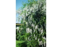 Glicynia chińska w odmianach (Wisteria sp.)