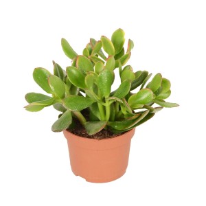 Zielony sukulent t.b.t. w doniczce, roślina doniczkowa.