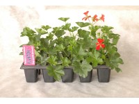 Pelargonia (Pelargonium) mix - 10 szt.