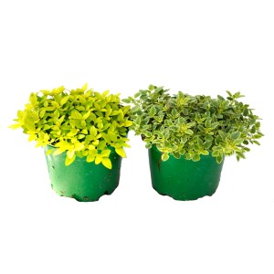 Dwie zioła w doniczkach, różne odmiany tymianku w zielonych doniczkach.