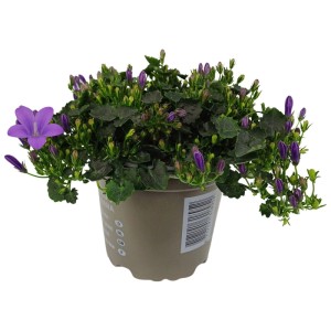 Dzwonek (Campanula) don. 12 cm