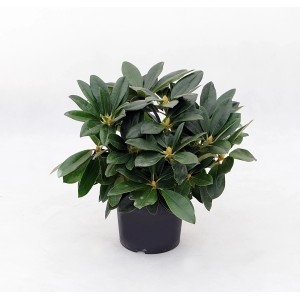 Kompaktowy rododendron w doniczce z ciemnozielonymi liśćmi i pąkami kwiatowymi.