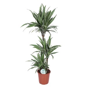 T.b.t. roślina zielona o smukłych, zielono-białych liściach w doniczce.