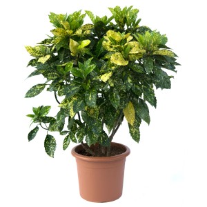 Aukuba japońska w doniczce, dekoracyjna roślina doniczkowa do wnętrz.