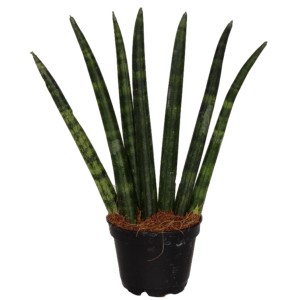 Sansevieria Cylindrica w doniczce, duża roślina doniczkowa z zielonymi, cylindrycznymi liśćmi.