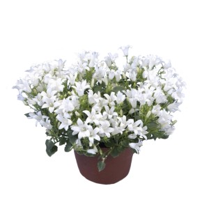 t.b.t. w doniczce, roślina kwitnąca z białymi kwiatami.