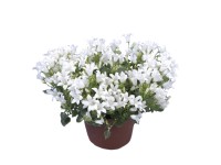 Dzwonek dalmatyński odm. Get Mee (Campanula portenschlagiana)