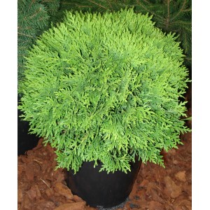 Zielona tuja kulista w doniczce, roślina cyprysowata do ogrodu i na taras.