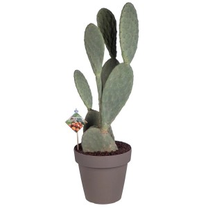 Opuncja figowa (Opuntia ficus-indica) don. 25 cm