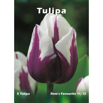 Tulipan odm. Rem's Favourite (Tulipa sp.)