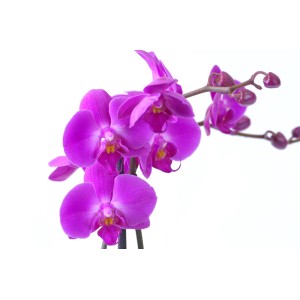 Fioletowy storczyk z kwiatami i pąkami, zbliżenie.