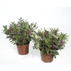 Dwie doniczkowe OBI Hebe krzewiaste, rośliny jesienne z zielonymi liśćmi i fioletowymi kwiatami.
