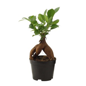 Kompaktowy Ficus Ginseng (figowiec) w czarnej doniczce. Roślina doniczkowa o charakterystycznych korzeniach.